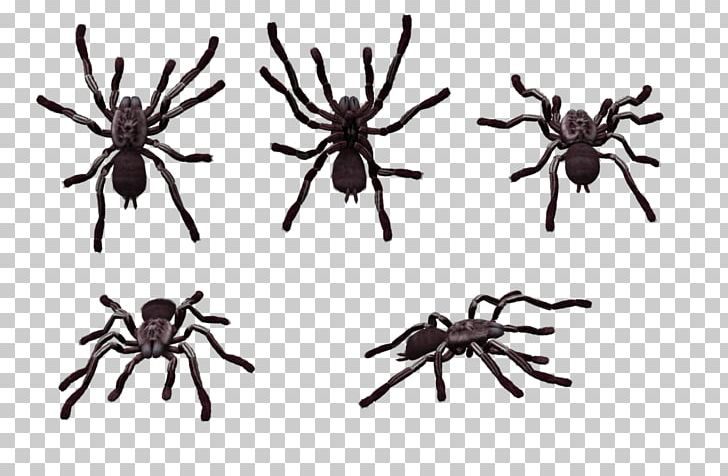 Skeleton Tarantula Spider PNG, Clipart,  Free PNG Download