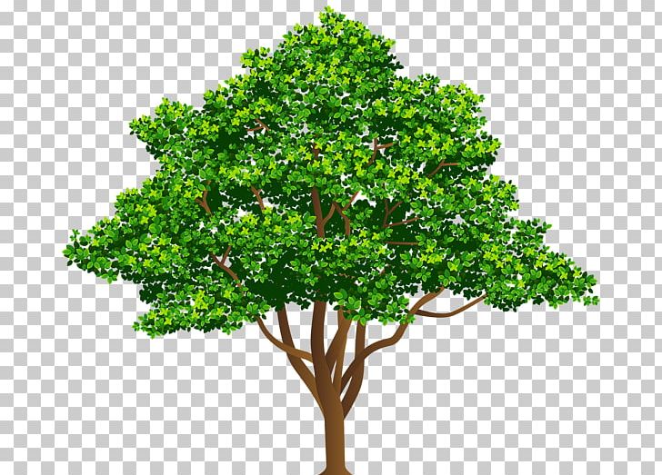 Tree Desktop PNG, Clipart, Branch, Computer Icons, Desktop Wallpaper, Diwali, Evergreen Free PNG Download