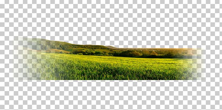 Ecosystem Grassland Land Lot Real Property PNG, Clipart, Crop, Ecosystem, Field, Grass, Grass Family Free PNG Download