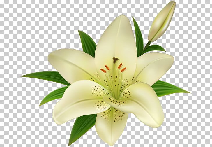 Lilium 'Stargazer' Easter Lily PNG, Clipart, Art, Arumlily, Clip, Cut Flowers, Easter Lily Free PNG Download
