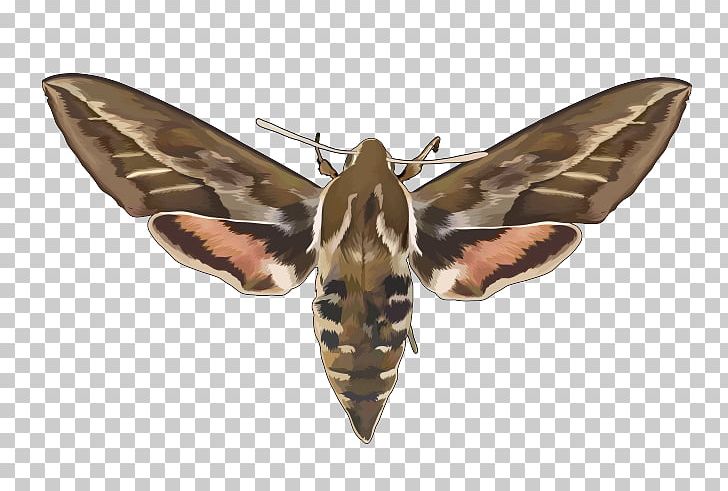 Moth Insect Wing PNG, Clipart, Animals, Arthropod, Butterfly, Fauna, Insect Free PNG Download