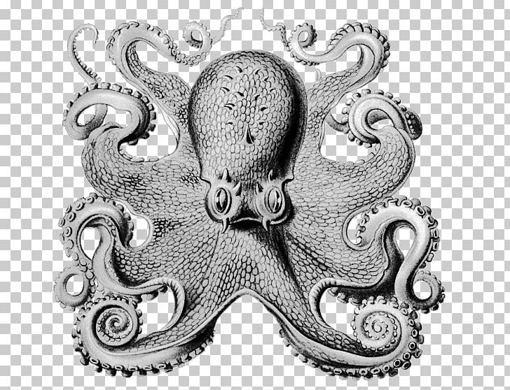 Other Minds: The Octopus And The Evolution Of Intelligent Life Book Philosopher Science PNG, Clipart, Author, Barnes Noble, Book, Bookselling, Cephalopod Free PNG Download
