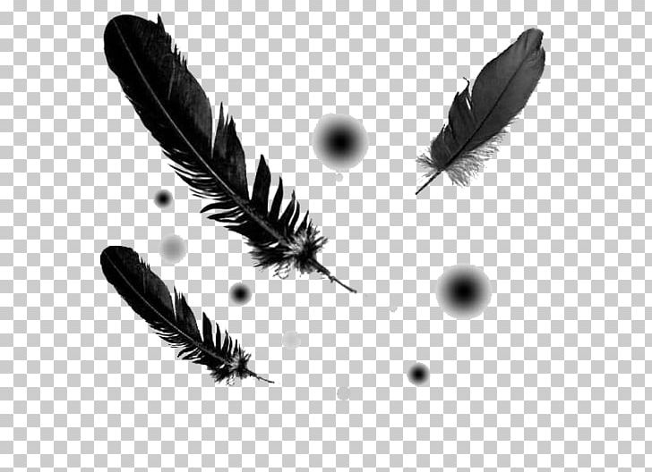 Bird Quill Feather Metal Insect PNG, Clipart, Animals, Aottg, Attack, Attack On Titan, Attack On Titan Tribute Game Free PNG Download