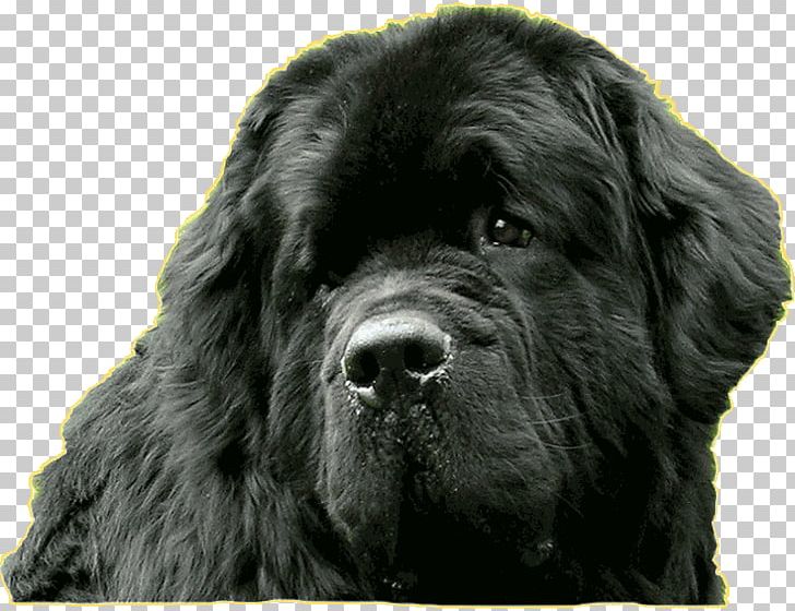 Flat-Coated Retriever Newfoundland Dog Giant Dog Breed Sporting Group PNG, Clipart, Breed, Carnivoran, Crossbreed, Dog, Dog Breed Free PNG Download