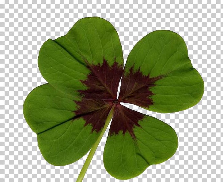 Iron Cross Four-leaf Clover Luck Bulb PNG, Clipart, Annual Plant, Bulb, Burknar, Clover, Flower Free PNG Download