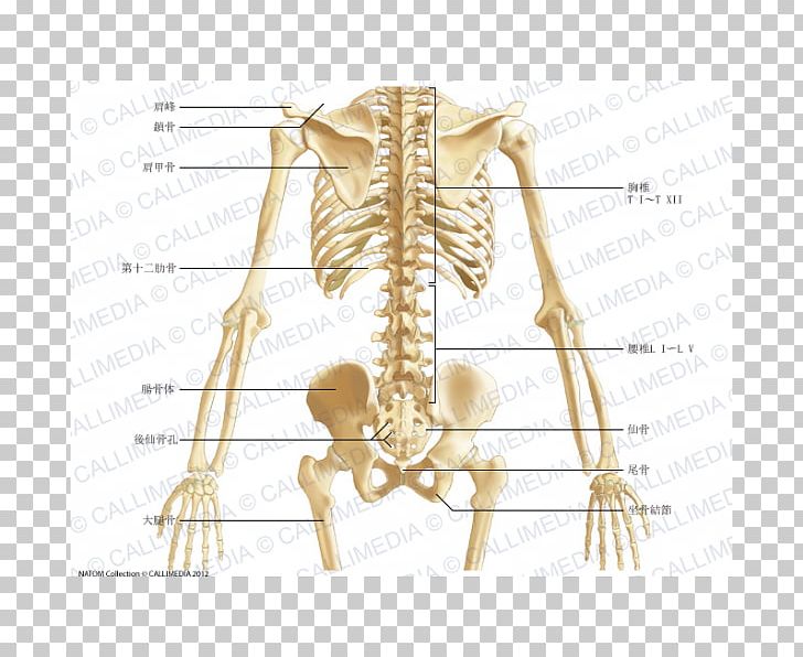 Pelvis Anatomy Bone Abdomen Human Body PNG, Clipart, Abdomen, Anatomy, Angle, Arm, Blood Vessel Free PNG Download