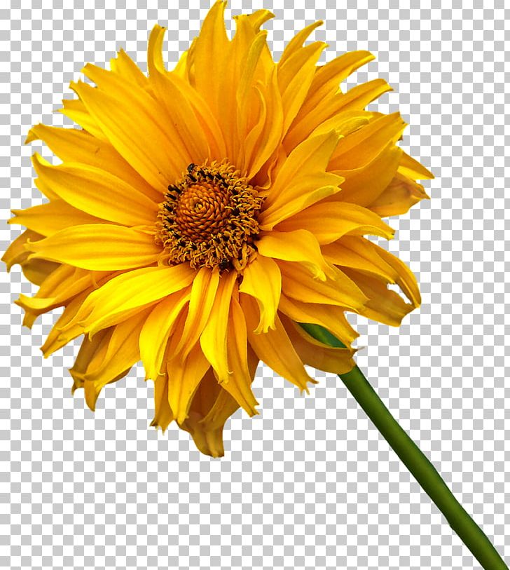 Cut Flowers Daisy Family Annual Plant German Chamomile PNG, Clipart, Annual Plant, Calendula, Calendula Officinalis, Cut Flowers, Daisy Family Free PNG Download