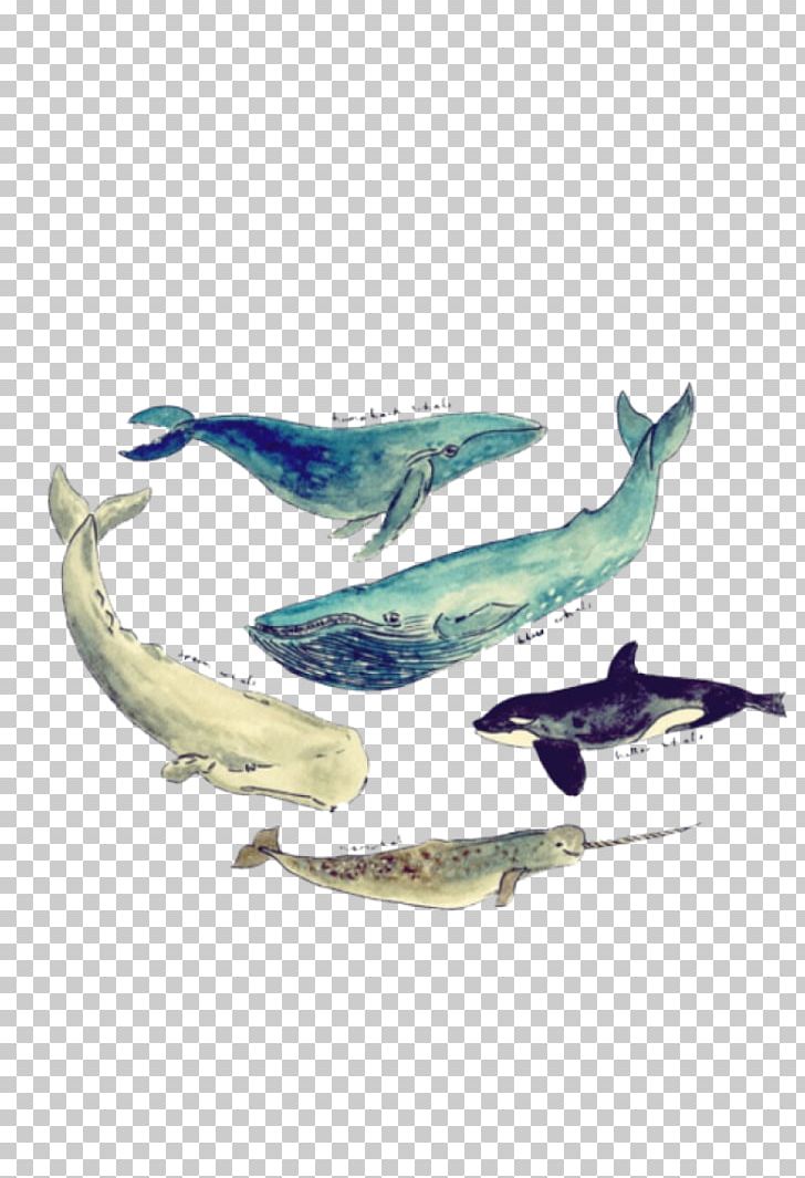 Sperm Whale Killer Whale Humpback Whale Printing PNG, Clipart, Animals, Art, Avatan, Avatan Plus, Blue Whale Free PNG Download