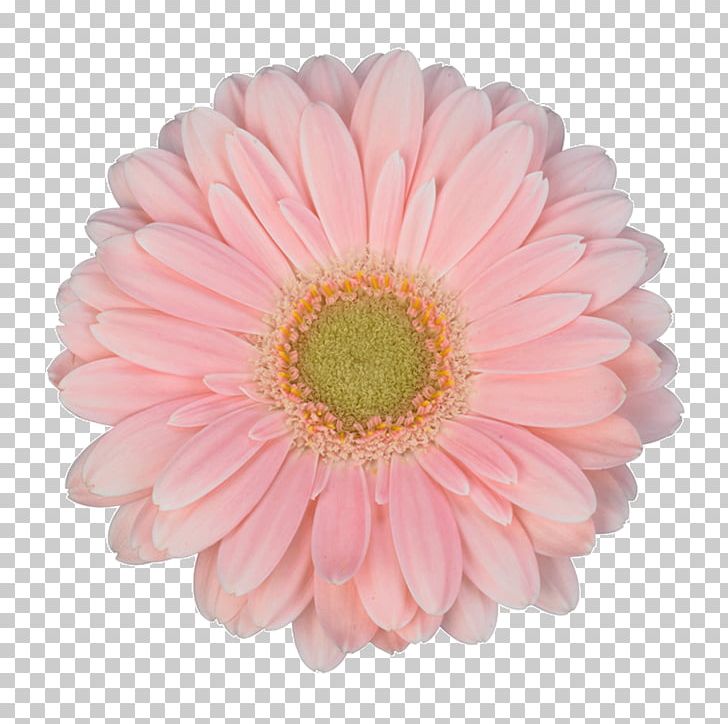 Transvaal Daisy Cut Flowers Flower Bouquet Garden Roses PNG, Clipart, Annual Plant, Babyface, Bros, Chrysanthemum, Chrysanths Free PNG Download