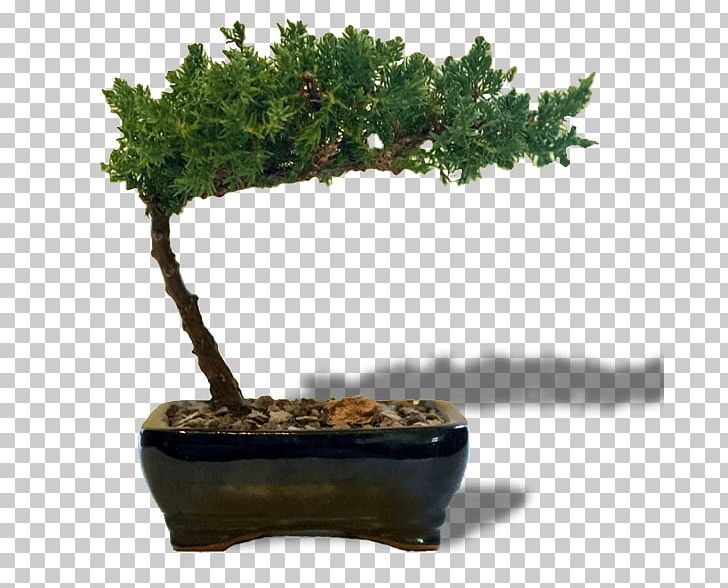 Bonsai Sageretia Theezans Tree Flowerpot Houseplant PNG, Clipart, Baby Bio, Bonsai, Bonsai Sushi Bar, Branch, Elm Free PNG Download