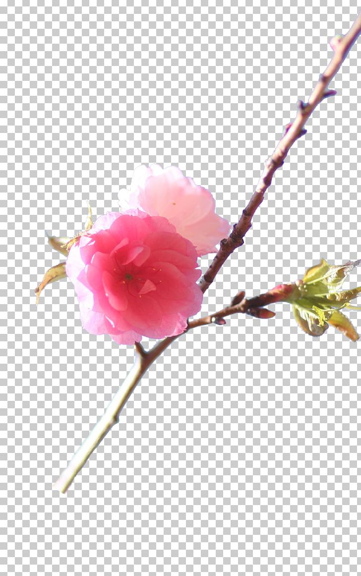 Cherry Blossom Branch PNG, Clipart, Artificial Flower, Blossom, Blossoms, Branches, Cherry Free PNG Download