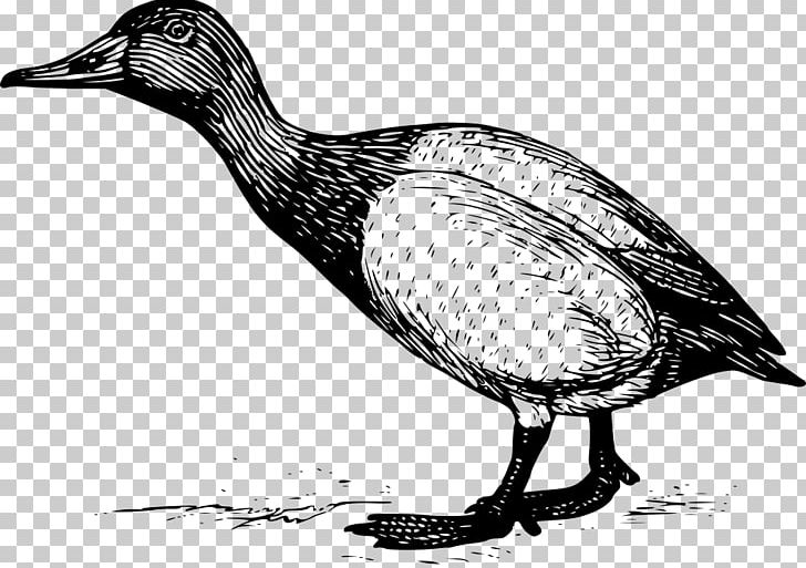 Duck Bird Canvasback Mallard PNG, Clipart, American Black Duck, Animal, Animals, Anseriformes, Beak Free PNG Download