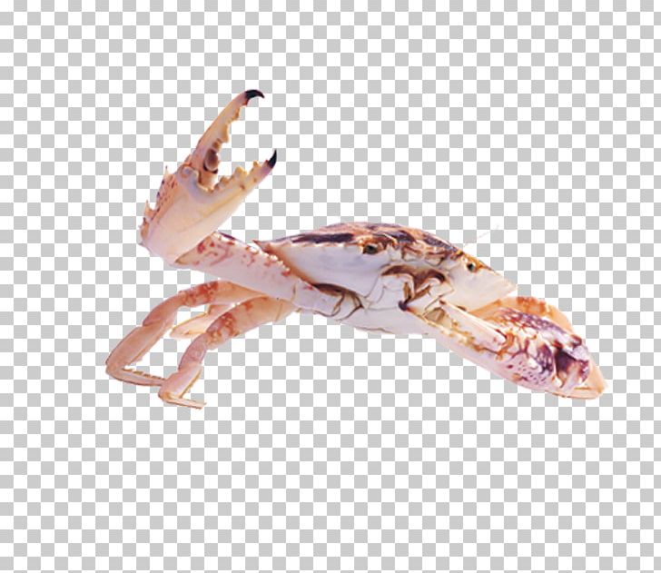 Dungeness Crab Sebastian PNG, Clipart, Animals, Animal Source Foods, Cartoon Crab, Chinese Mitten Crab, Claw Free PNG Download