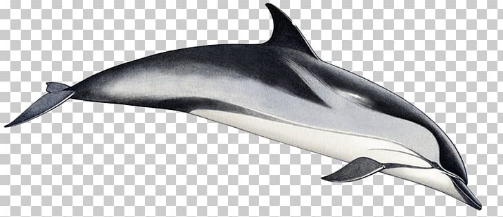 Common Bottlenose Dolphin Short-beaked Common Dolphin Striped Dolphin Tucuxi Rough-toothed Dolphin PNG, Clipart,  Free PNG Download