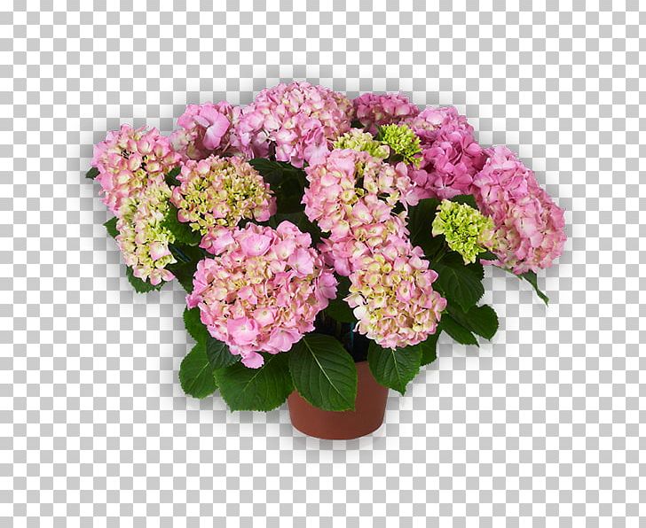 French Hydrangea Cut Flowers Pink PNG, Clipart, Annual Plant, Artificial Flower, Color, Cornales, Cut Flowers Free PNG Download