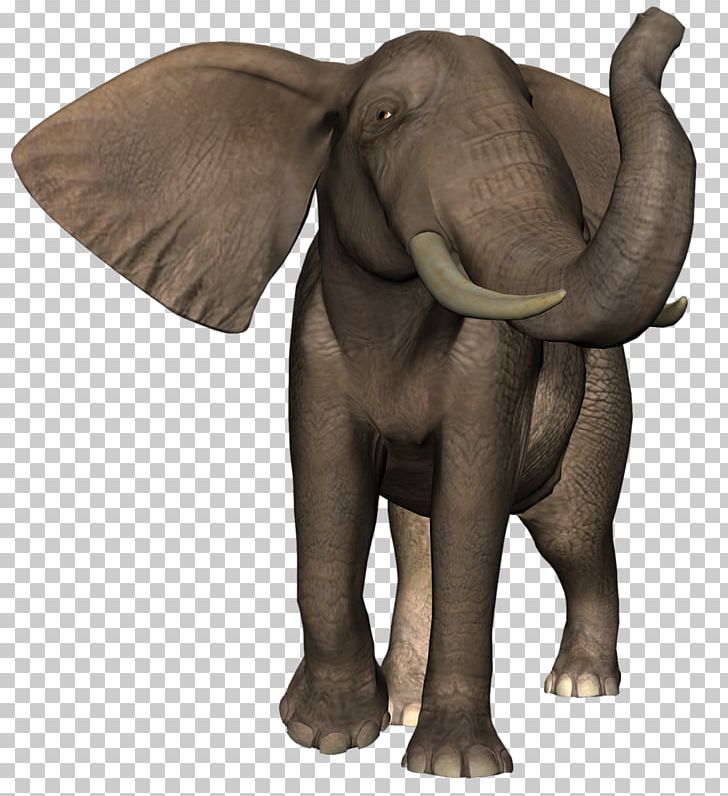 Indian Elephant Elephantidae Animal Cat Kitten PNG, Clipart, 3d Computer Graphics, African Elephant, African Forest Elephant, Animal, Animals Free PNG Download