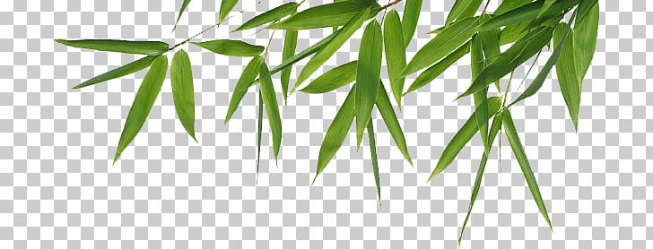 Bamboo Header PNG, Clipart, Bamboo, Nature Free PNG Download