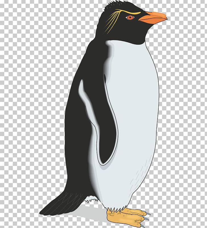 Gentoo Penguin Emperor Penguin Southern Rockhopper Penguin PNG, Clipart, Animals, Antarctic Penguins, Beak, Bird, Computer Icons Free PNG Download