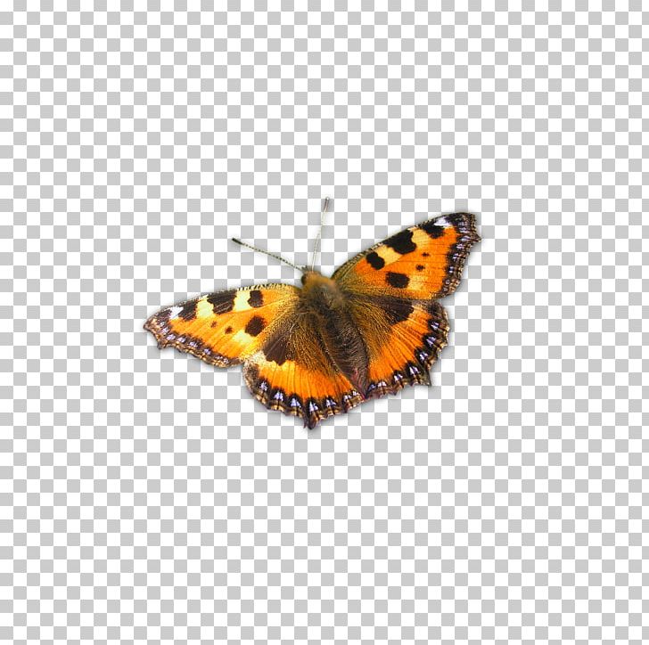 Monarch Butterfly Pieridae Insect Gossamer-winged Butterflies PNG, Clipart, Arthropod, Brush Footed Butterfly, Bug, Butterfly, Drawing Free PNG Download