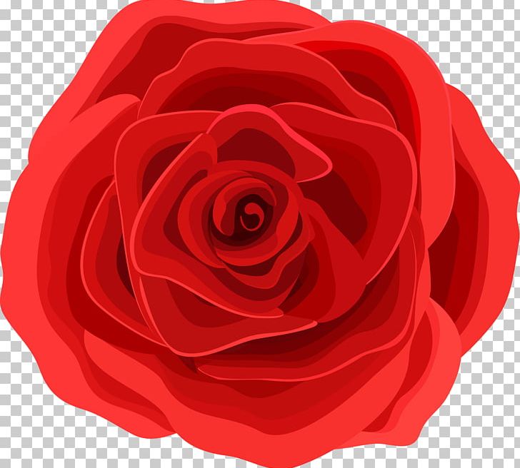 Beach Rose Graphic Design Flower PNG, Clipart, China Rose, Floribunda, Flowers, Happy Birthday Vector Images, Magenta Free PNG Download