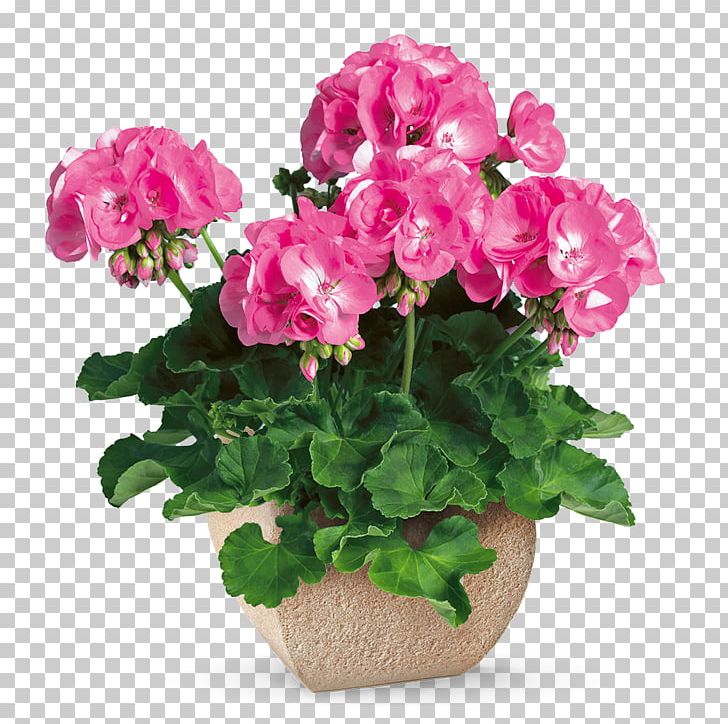 Garden Roses Flower Sweet Scented Geranium Cutting Plant PNG, Clipart, Annual Plant, Artificial Flower, Bedding, Cut Flowers, Cutting Free PNG Download
