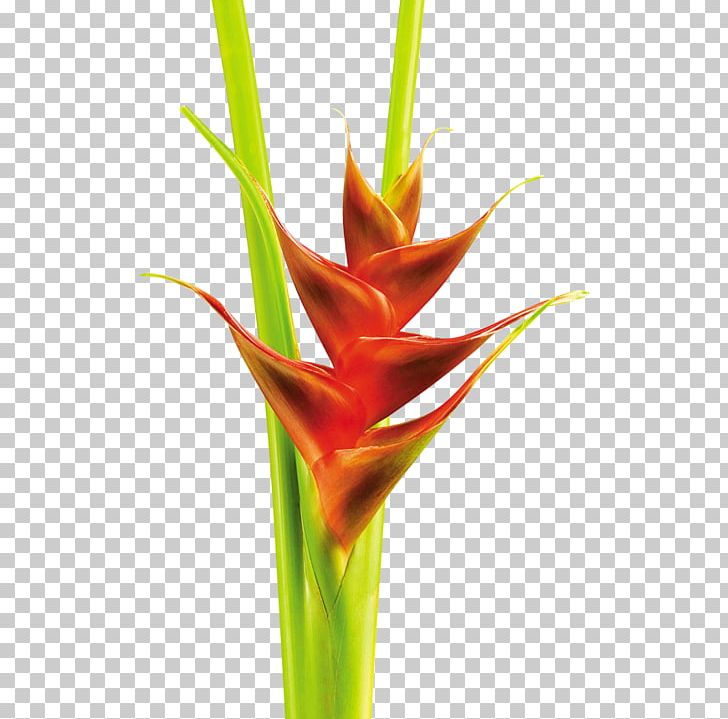 Heliconia Angusta Heliconia Bihai Heliconia Hirsuta Heliconia Aurantiaca Heliconia Acuminata PNG, Clipart, Bud, Commodity, Family, Flower, Follaje Free PNG Download