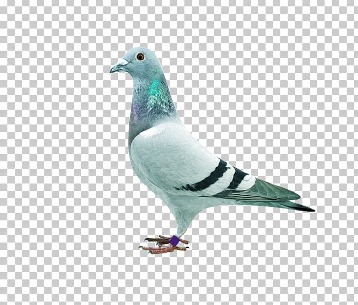 Homing Pigeon Stock Dove Columbidae PNG, Clipart, Animals, Beak, Bird, Columba, Columbidae Free PNG Download
