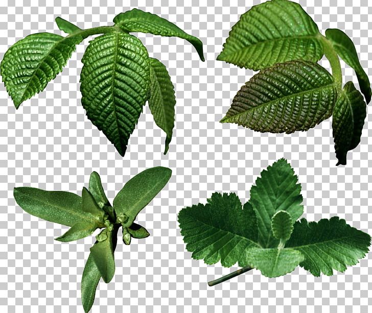 Leaf Nature Tree PNG, Clipart, Chemical Element, Dahon, Fanzine, Green Leaf, Herb Free PNG Download