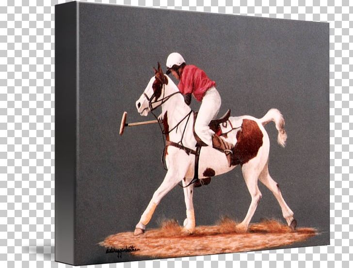 Stallion Bridle Jockey International PNG, Clipart, Bridle, Didi Friends, Horse, Horse Like Mammal, Jockey Free PNG Download