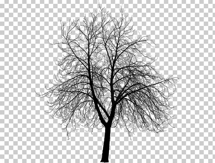 Tree Silhouette Building Architect Drawing PNG, Clipart,  Free PNG Download