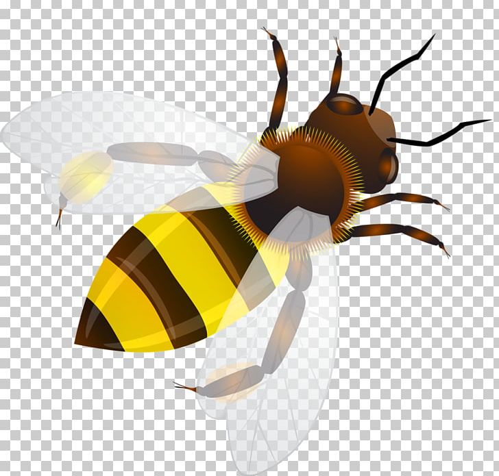 Bee Drawing PNG, Clipart, Arthropod, Bee, Can Stock Photo, Cartoon, Drawing Free PNG Download