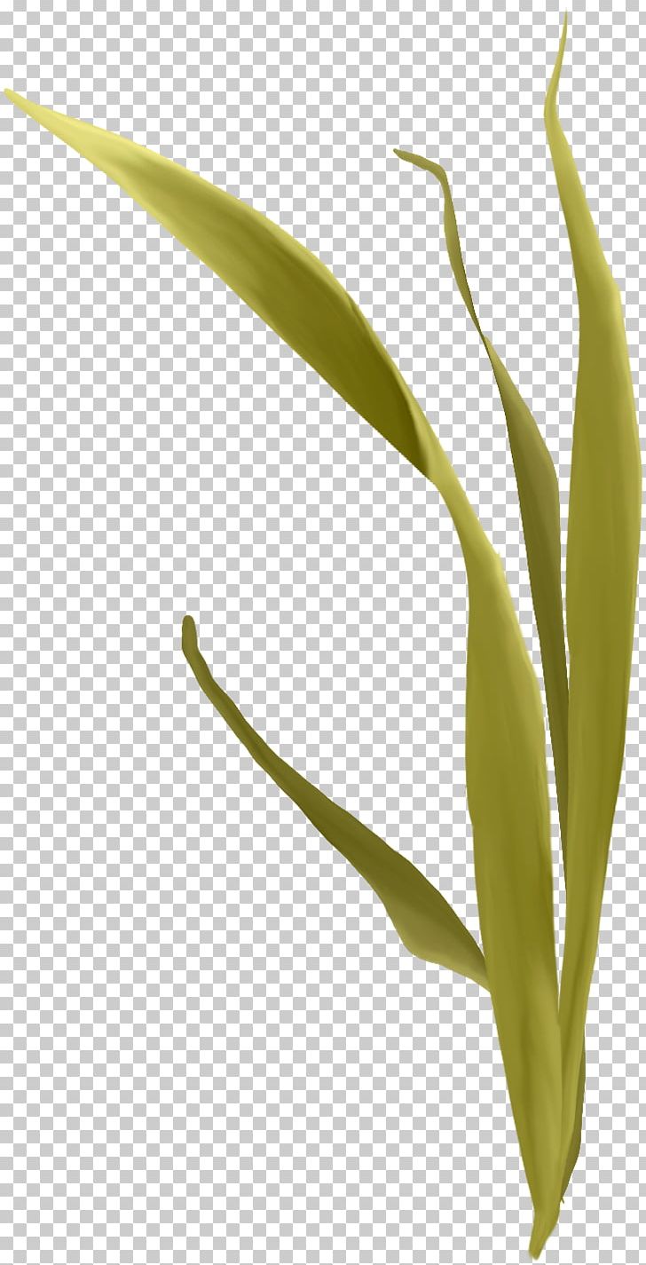 Leaf Plant Stem Grass PNG, Clipart, Arum, Background Green, Chart, Computer Graphics, Creativity Free PNG Download