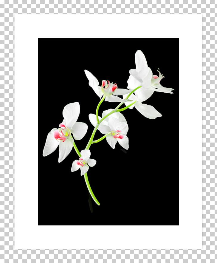 Moth Orchids Cut Flowers Floral Design Branch PNG, Clipart, Art, Art Print, Blossom, Branch, Cut Flowers Free PNG Download