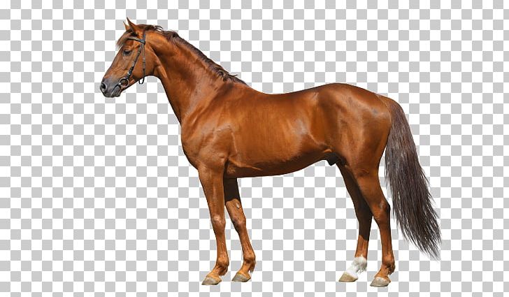 American Miniature Horse Mustang Horse Care Child Equine Anatomy PNG, Clipart, Animal Figure, Bell Boots, Bridle, Child, Colt Free PNG Download