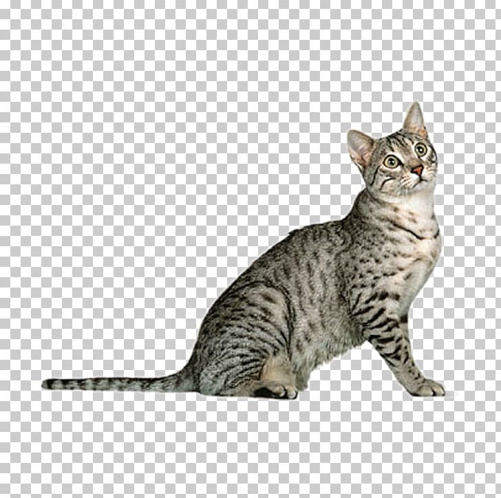 Egyptian Mau Arabian Mau Burmese Cat Somali Cat British Longhair PNG, Clipart, Animal, Animals, Carnivoran, Cat Ear, Cat Like Mammal Free PNG Download