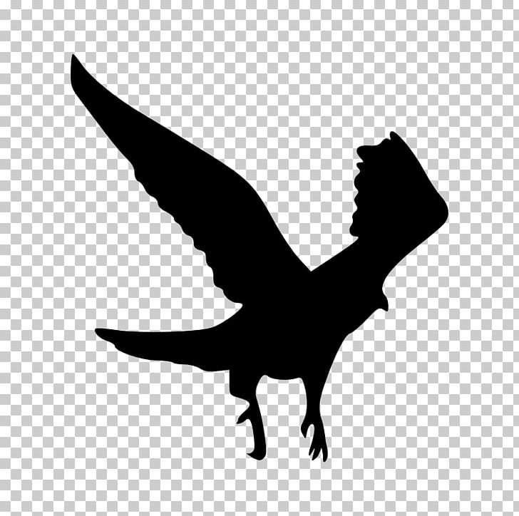 Bird Hawk Bald Eagle PNG, Clipart, Accipitridae, Animals, Bald Eagle, Beak, Bird Free PNG Download