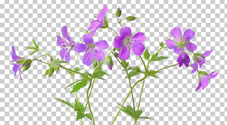 Geranium Pratense Geranium Maculatum Flower Meadow Stock Photography PNG, Clipart, Bellflower Family, Bud, Cranesbill, Flora, Flower Free PNG Download