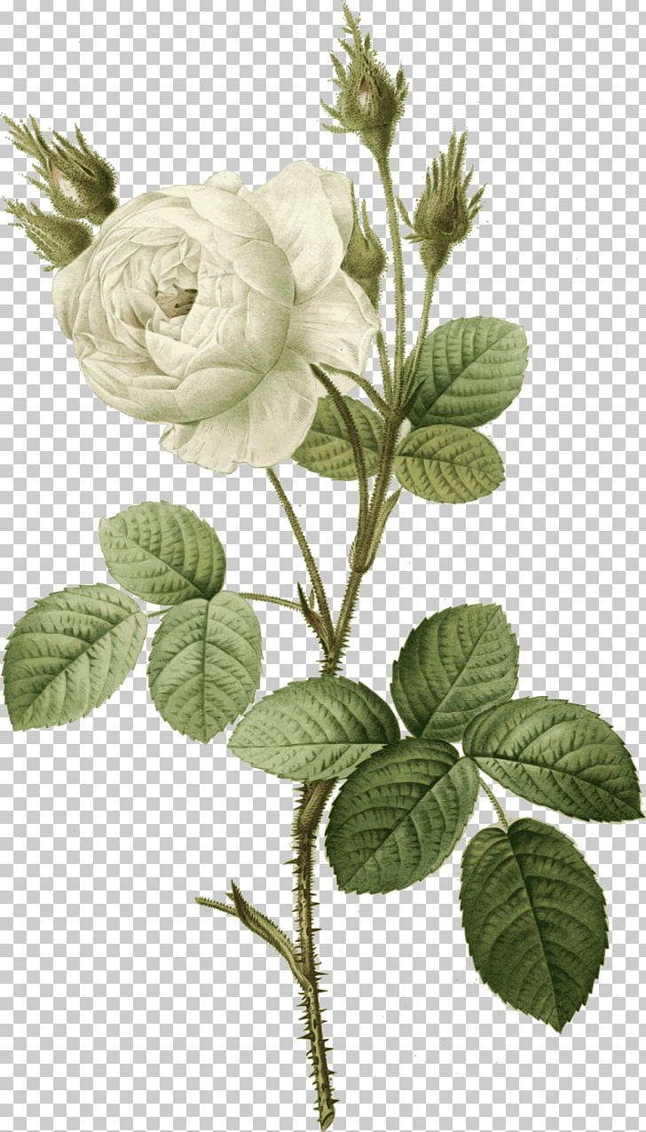 Rose PNG, Clipart, Branch, Clip Art, Computer Icons, Cut Flowers, Download Free PNG Download