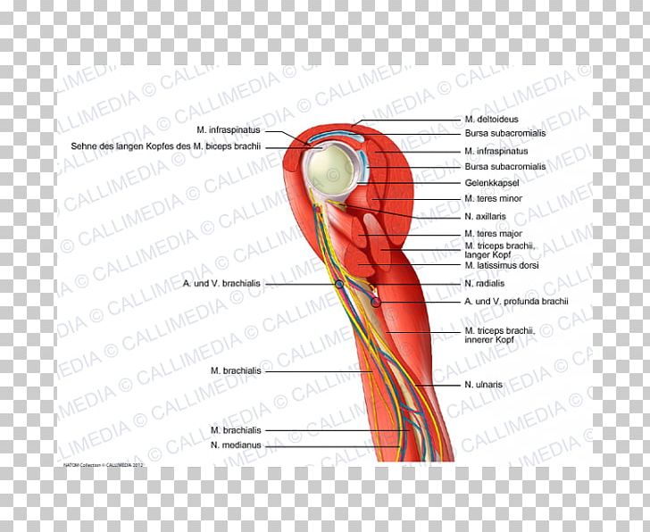 Thumb Shoulder Muscle Nerve Blood Vessel PNG, Clipart, Angle, Arm, Artery, Blood Vessel, Circulatory System Free PNG Download