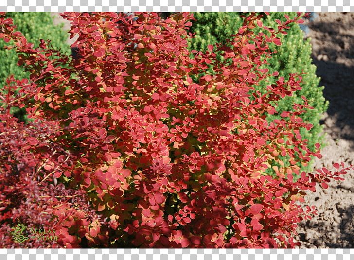 Barberry Subshrub Tree Groundcover PNG, Clipart, Annual Plant, Barberry, Berberis, Berberis Thunbergii, Flower Free PNG Download