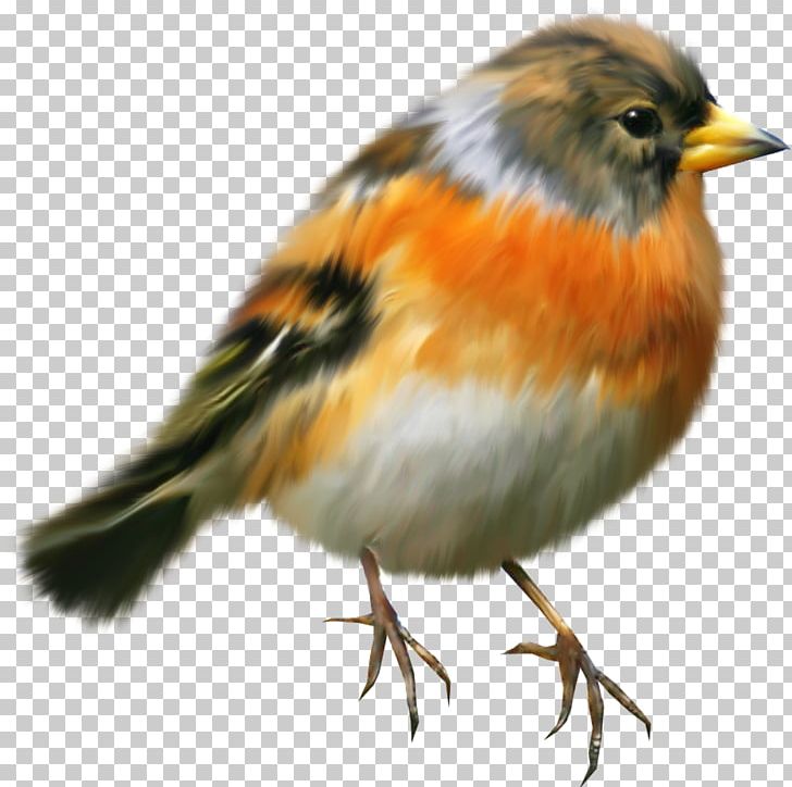 Bird European Robin Painting PNG, Clipart, Animals, Beak, Bird, Brambling, Download Free PNG Download