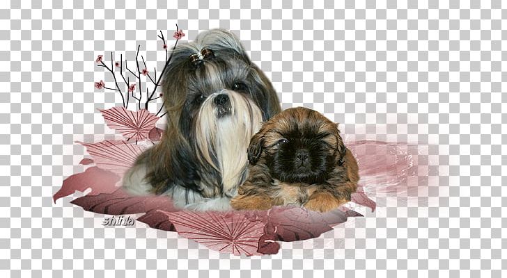 Dog Breed Shih Tzu Lhasa Apso Havanese Dog Tibetan Spaniel PNG, Clipart, Breed, Carnivoran, Companion Dog, Dog, Dog Breed Free PNG Download