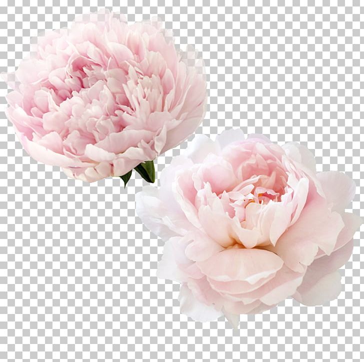 Garden Roses Peony Centifolia Roses Flower PNG, Clipart, Artificial Flower, Centifolia Roses, Cut Flowers, Encapsulated Postscript, Flower Free PNG Download
