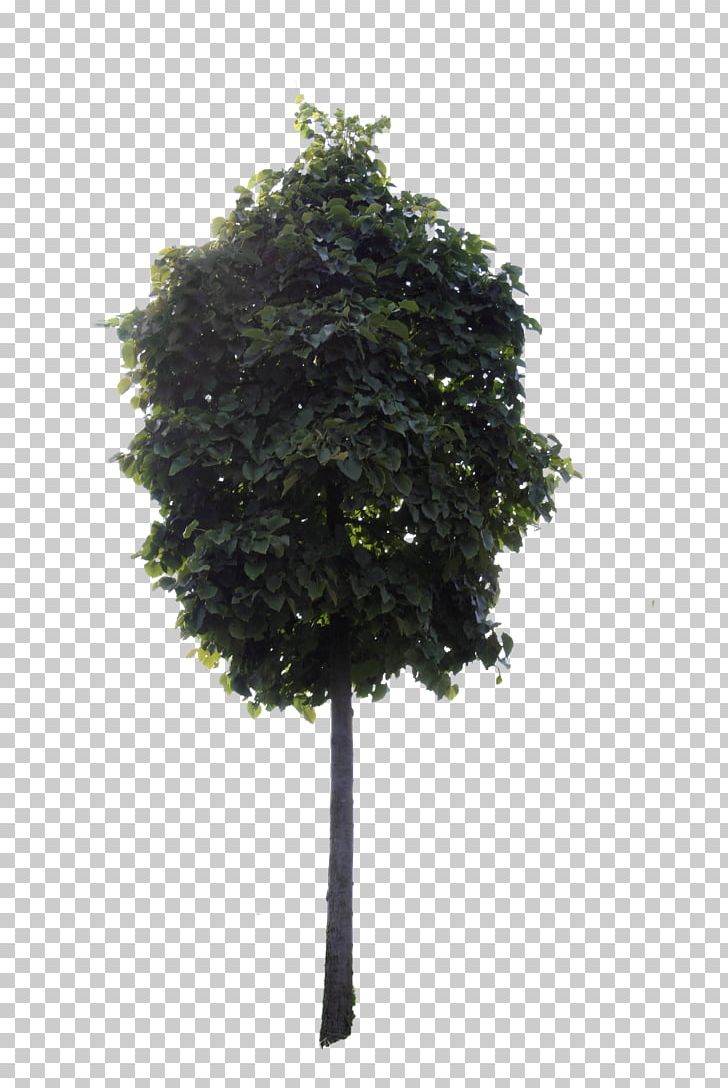 Tree Shrub Flowering Dogwood Woody Plant Maple PNG, Clipart, Branch, Chinese Magnolia, City Tree, Dogwood, Evergreen Free PNG Download