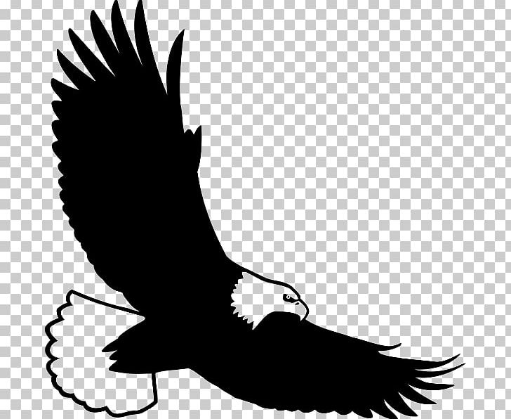 Bald Eagle Bird Golden Eagle PNG, Clipart, Accipitriformes, Animals, Artwork, Bald Eagle, Beak Free PNG Download
