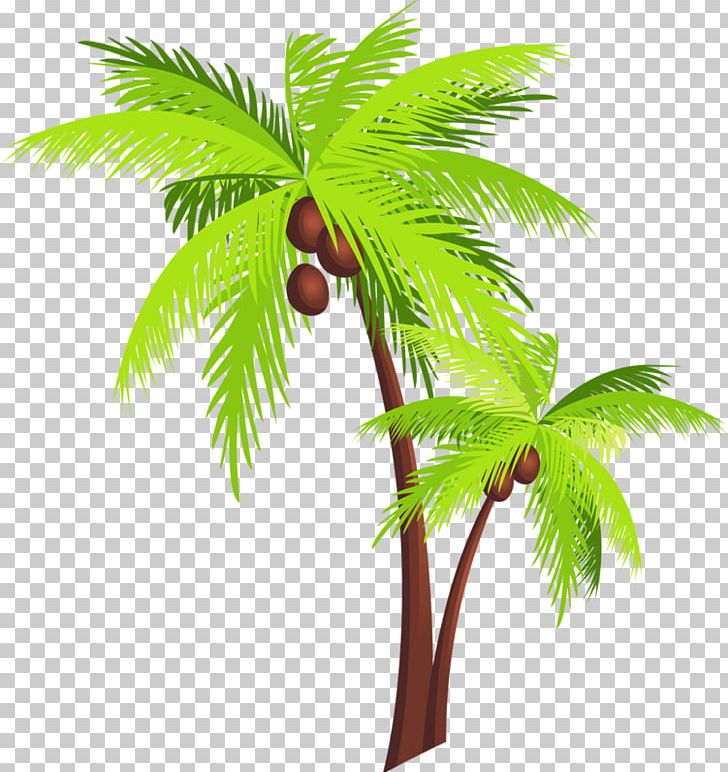 Coconut Tree Arecaceae PNG, Clipart, Arecaceae, Arecales, Borassus Flabellifer, Branch, Coconut Free PNG Download