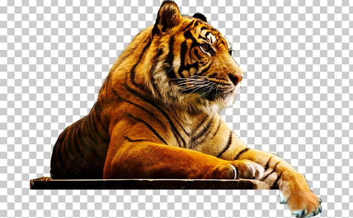 London Lion Cat Bengal Tiger Zoo PNG, Clipart, Animal, Animals, Big Cat, Big Cats, Carnivoran Free PNG Download