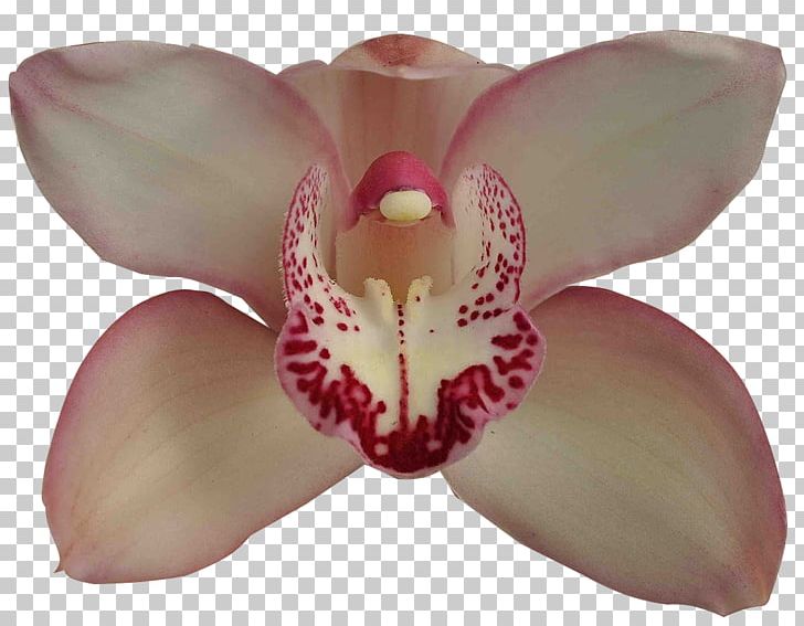 Moth Orchids Boat Orchid Cultivar Adubação PNG, Clipart, Boat Orchid, Cultivar, Flower, Flowering Plant, Magenta Free PNG Download