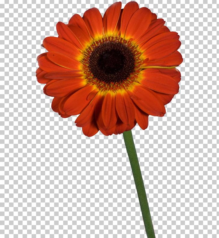 Transvaal Daisy Cut Flowers Red Common Sunflower Dahlia PNG, Clipart, Common Sunflower, Cut Flowers, Dahlia, Daisy Family, Deviantart Free PNG Download