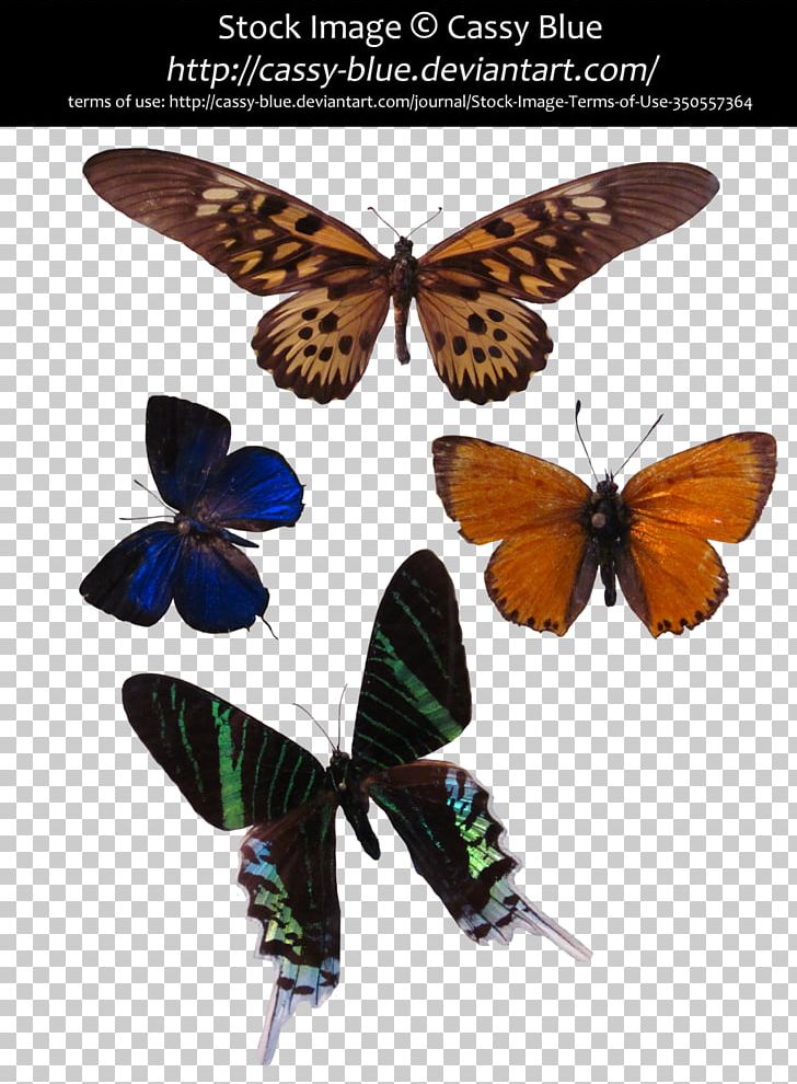 Brush-footed Butterflies Gossamer-winged Butterflies Butterfly Moth Swallowtails PNG, Clipart, Arthropod, Brush Footed Butterfly, Butterflies And Moths, Butterfly, Insect Free PNG Download